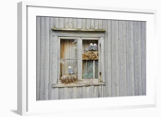 Kittiwake Gulls (Rissa Tridactyla) on an Abandoned House, Batsfjord Village Harbour, Norway-Staffan Widstrand-Framed Photographic Print