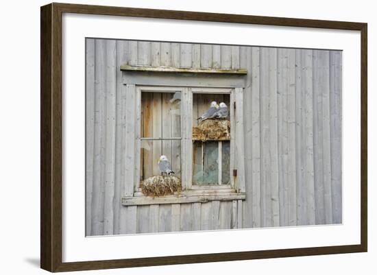 Kittiwake Gulls (Rissa Tridactyla) on an Abandoned House, Batsfjord Village Harbour, Norway-Staffan Widstrand-Framed Photographic Print