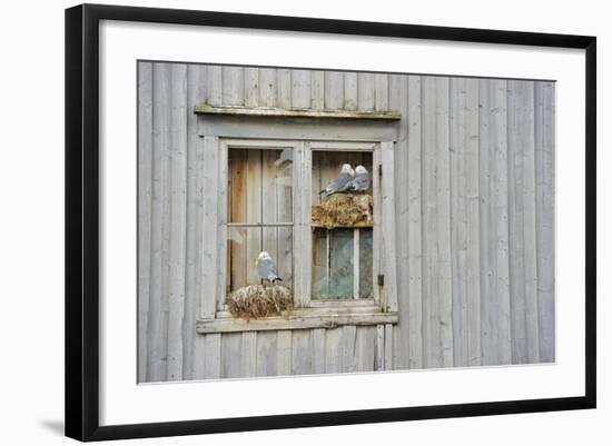 Kittiwake Gulls (Rissa Tridactyla) on an Abandoned House, Batsfjord Village Harbour, Norway-Staffan Widstrand-Framed Photographic Print