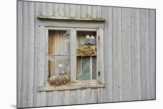 Kittiwake Gulls (Rissa Tridactyla) on an Abandoned House, Batsfjord Village Harbour, Norway-Staffan Widstrand-Mounted Photographic Print