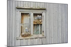 Kittiwake Gulls (Rissa Tridactyla) on an Abandoned House, Batsfjord Village Harbour, Norway-Staffan Widstrand-Mounted Photographic Print