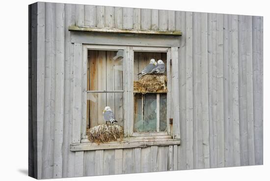 Kittiwake Gulls (Rissa Tridactyla) on an Abandoned House, Batsfjord Village Harbour, Norway-Staffan Widstrand-Stretched Canvas