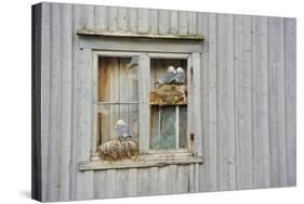 Kittiwake Gulls (Rissa Tridactyla) on an Abandoned House, Batsfjord Village Harbour, Norway-Staffan Widstrand-Stretched Canvas