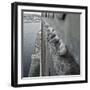 Kittiwake Nesting Colony on Warehouse, Newcastle-Upon-Tyne, UK. One of Few Inland Nestsites-null-Framed Photographic Print