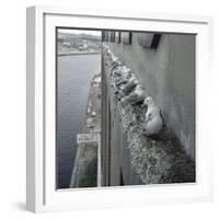 Kittiwake Nesting Colony on Warehouse, Newcastle-Upon-Tyne, UK. One of Few Inland Nestsites-null-Framed Photographic Print