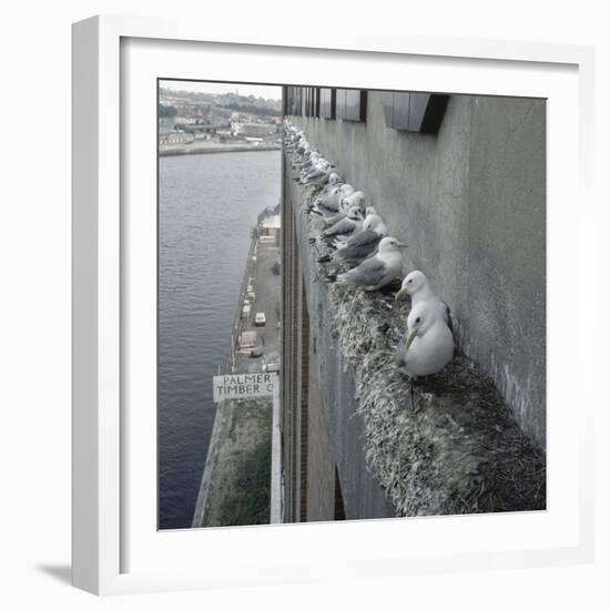 Kittiwake Nesting Colony on Warehouse, Newcastle-Upon-Tyne, UK. One of Few Inland Nestsites-null-Framed Photographic Print