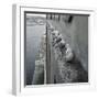 Kittiwake Nesting Colony on Warehouse, Newcastle-Upon-Tyne, UK. One of Few Inland Nestsites-null-Framed Photographic Print