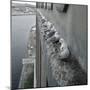 Kittiwake Nesting Colony on Warehouse, Newcastle-Upon-Tyne, UK. One of Few Inland Nestsites-null-Mounted Photographic Print