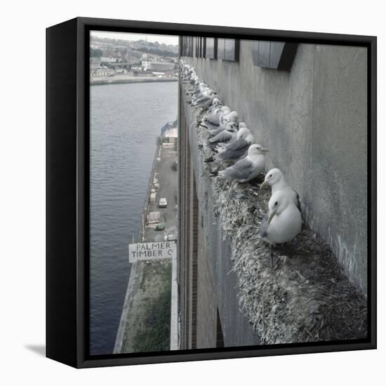 Kittiwake Nesting Colony on Warehouse, Newcastle-Upon-Tyne, UK. One of Few Inland Nestsites-null-Framed Stretched Canvas