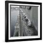 Kittiwake Nesting Colony on Warehouse, Newcastle-Upon-Tyne, UK. One of Few Inland Nestsites-null-Framed Photographic Print