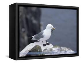 Kittiwake, Pembrokeshire, Wales, United Kingdom-Roy Rainford-Framed Stretched Canvas