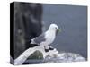 Kittiwake, Pembrokeshire, Wales, United Kingdom-Roy Rainford-Stretched Canvas