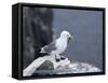 Kittiwake, Pembrokeshire, Wales, United Kingdom-Roy Rainford-Framed Stretched Canvas