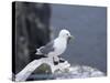 Kittiwake, Pembrokeshire, Wales, United Kingdom-Roy Rainford-Stretched Canvas