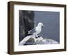 Kittiwake, Pembrokeshire, Wales, United Kingdom-Roy Rainford-Framed Photographic Print