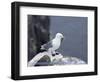 Kittiwake, Pembrokeshire, Wales, United Kingdom-Roy Rainford-Framed Photographic Print