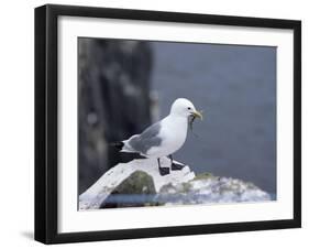 Kittiwake, Pembrokeshire, Wales, United Kingdom-Roy Rainford-Framed Photographic Print