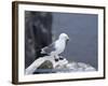 Kittiwake, Pembrokeshire, Wales, United Kingdom-Roy Rainford-Framed Photographic Print