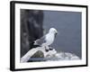 Kittiwake, Pembrokeshire, Wales, United Kingdom-Roy Rainford-Framed Photographic Print