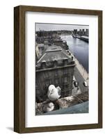 Kittiwake (Rissa Tridactyla) Female with Chick Nesting on Tyne Bridge, Newcastle, UK, June-Ann & Steve Toon-Framed Photographic Print