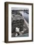 Kittiwake (Rissa Tridactyla) Female with Chick Nesting on Tyne Bridge, Newcastle, UK, June-Ann & Steve Toon-Framed Photographic Print