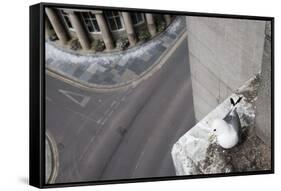 Kittiwake (Rissa Tridactyla) Nesting on Tyne Bridge, Newcastle, UK, June-Ann & Steve Toon-Framed Stretched Canvas