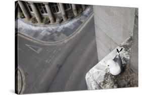 Kittiwake (Rissa Tridactyla) Nesting on Tyne Bridge, Newcastle, UK, June-Ann & Steve Toon-Stretched Canvas