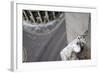 Kittiwake (Rissa Tridactyla) Nesting on Tyne Bridge, Newcastle, UK, June-Ann & Steve Toon-Framed Photographic Print