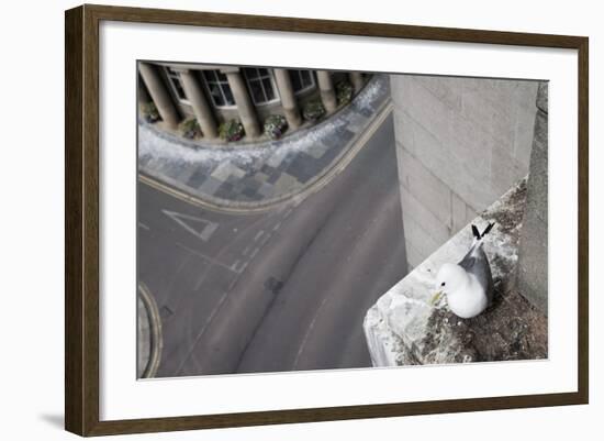 Kittiwake (Rissa Tridactyla) Nesting on Tyne Bridge, Newcastle, UK, June-Ann & Steve Toon-Framed Photographic Print