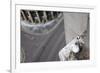 Kittiwake (Rissa Tridactyla) Nesting on Tyne Bridge, Newcastle, UK, June-Ann & Steve Toon-Framed Photographic Print