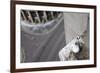 Kittiwake (Rissa Tridactyla) Nesting on Tyne Bridge, Newcastle, UK, June-Ann & Steve Toon-Framed Photographic Print