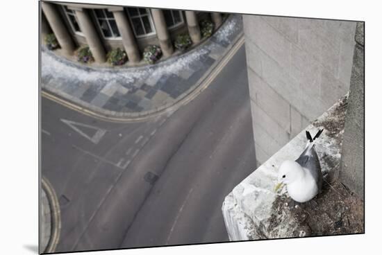 Kittiwake (Rissa Tridactyla) Nesting on Tyne Bridge, Newcastle, UK, June-Ann & Steve Toon-Mounted Photographic Print