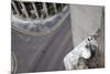 Kittiwake (Rissa Tridactyla) Nesting on Tyne Bridge, Newcastle, UK, June-Ann & Steve Toon-Mounted Photographic Print