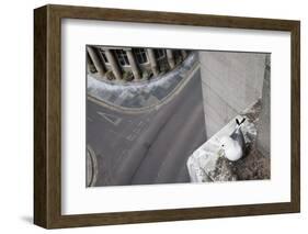 Kittiwake (Rissa Tridactyla) Nesting on Tyne Bridge, Newcastle, UK, June-Ann & Steve Toon-Framed Photographic Print