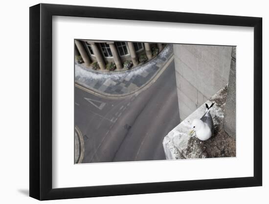 Kittiwake (Rissa Tridactyla) Nesting on Tyne Bridge, Newcastle, UK, June-Ann & Steve Toon-Framed Photographic Print