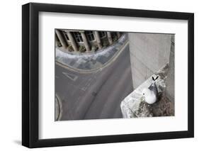 Kittiwake (Rissa Tridactyla) Nesting on Tyne Bridge, Newcastle, UK, June-Ann & Steve Toon-Framed Photographic Print