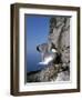 Kittiwake-CM Dixon-Framed Photographic Print