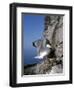 Kittiwake-CM Dixon-Framed Photographic Print