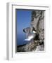 Kittiwake-CM Dixon-Framed Photographic Print