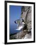 Kittiwake-CM Dixon-Framed Photographic Print