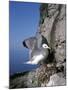 Kittiwake-CM Dixon-Mounted Photographic Print