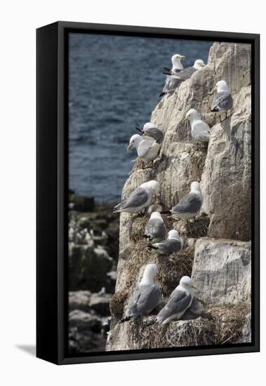 Kittiwakes Nesting on Cliff Ledges-James Emmerson-Framed Stretched Canvas