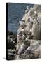 Kittiwakes Nesting on Cliff Ledges-James Emmerson-Stretched Canvas