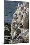 Kittiwakes Nesting on Cliff Ledges-James Emmerson-Mounted Photographic Print