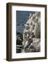 Kittiwakes Nesting on Cliff Ledges-James Emmerson-Framed Photographic Print