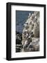 Kittiwakes Nesting on Cliff Ledges-James Emmerson-Framed Photographic Print