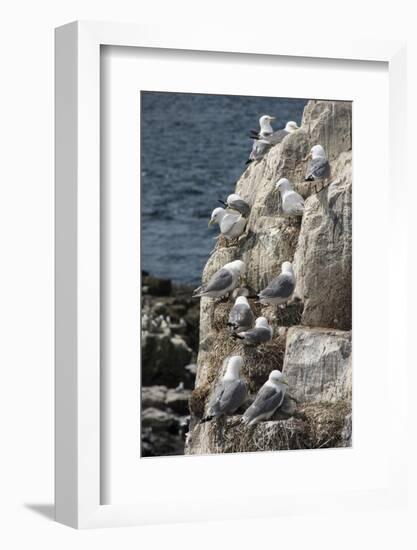 Kittiwakes Nesting on Cliff Ledges-James Emmerson-Framed Photographic Print