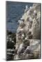 Kittiwakes Nesting on Cliff Ledges-James Emmerson-Mounted Photographic Print