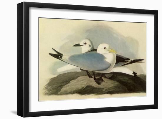 Kittiwakes-John James Audubon-Framed Giclee Print