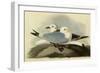 Kittiwakes-John James Audubon-Framed Giclee Print